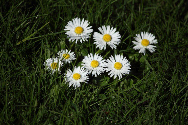 daisies