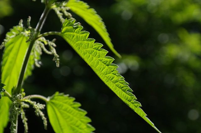 stinging nettle