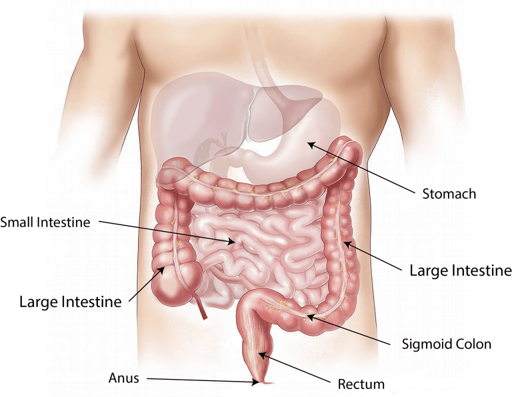 The basics of a healthy gut