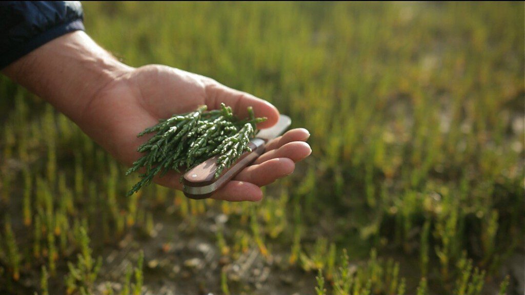 foraging