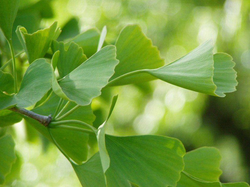 natural aphrodisiac ginko plant