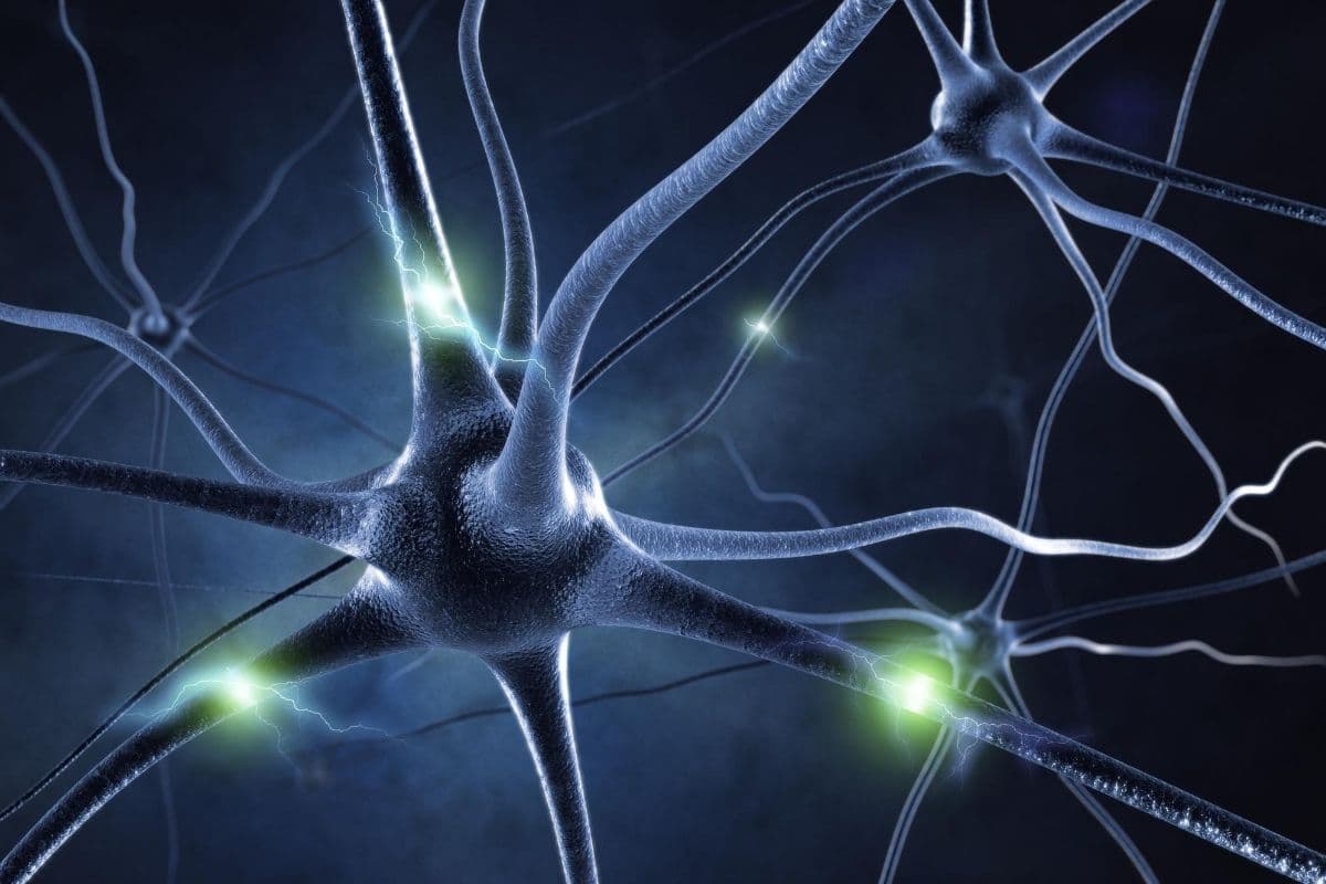 neurotransmitters