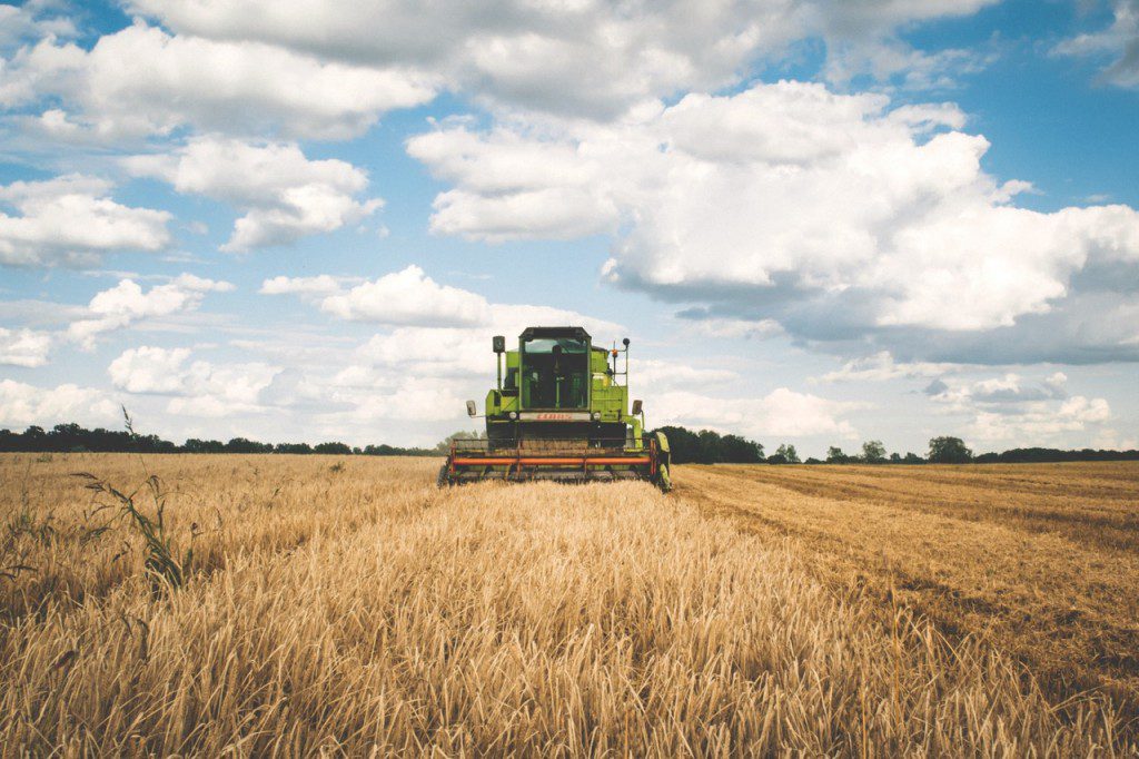 eating organic farming tractor in a field of grain