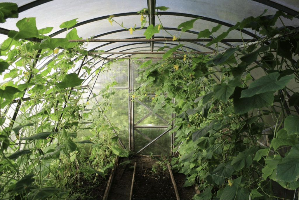 Polytunnel